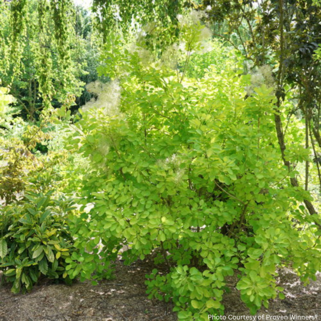 Smokebush - Winecraft Gold 2 Gal