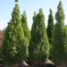 Emerald Cedar