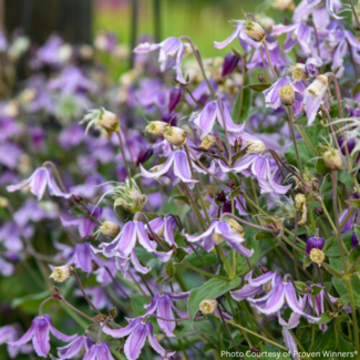 Clematis - Stand By Me Lavender PW 1 Gal