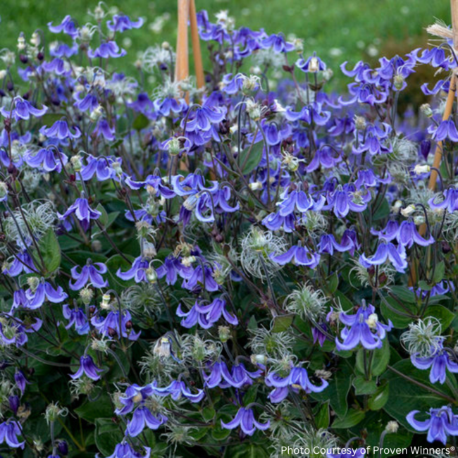 Clematis - Stand By Me 1 Gal
