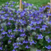 Clematis - Stand By Me 1 Gal