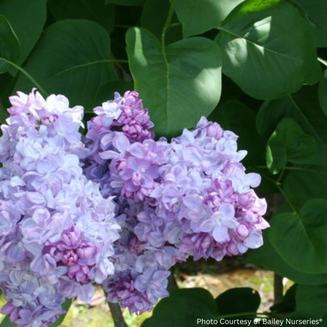 Lilac - Katherine Havemeyer