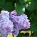 Lilac - Katherine Havemeyer