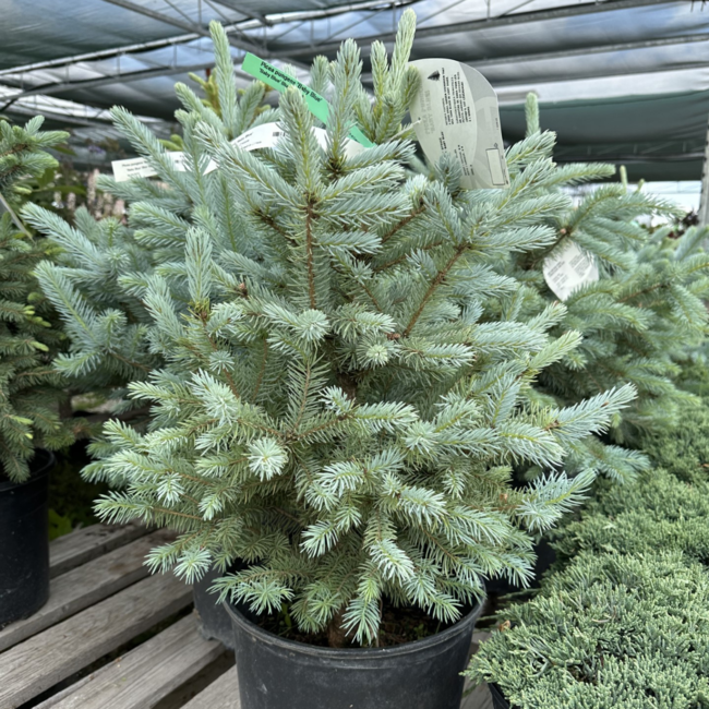 Baby Blue Spruce