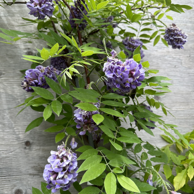 Wisteria - Blue Moon 140cm B&B