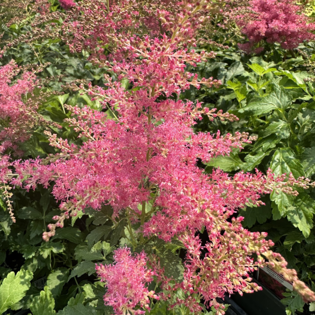 Astilbe - Younique Cerise 1 Gal