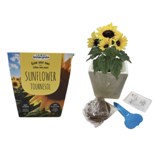 Grow Your Own Sunflower
