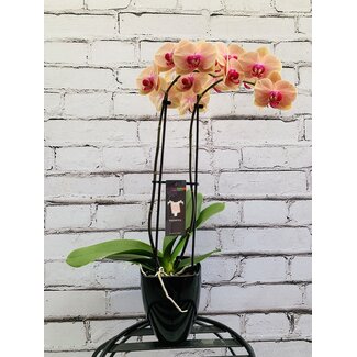 5" Orchid Magnifica 2-Spike Phalaenopsis