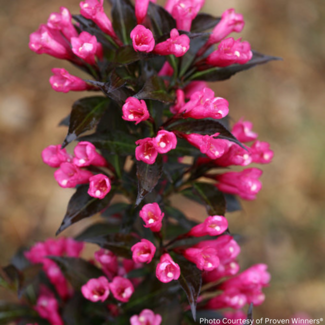 Weigela - Spilled Wine PW 2 Gal