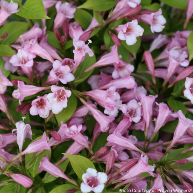 Weigela - Snippet Lime 2 Gal