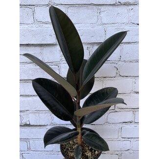 6" Ficus Rubber Plant Asst