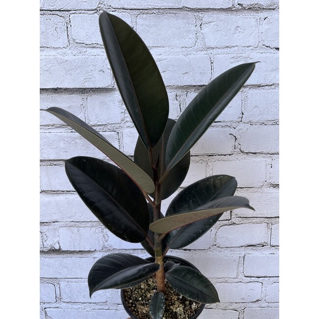 6" Ficus Rubber Plant Asst
