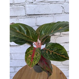 6" Aglaonema Ruby Red