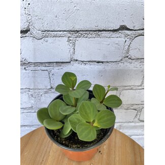 4" Peperomia Hope