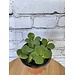 4" Peperomia Hope