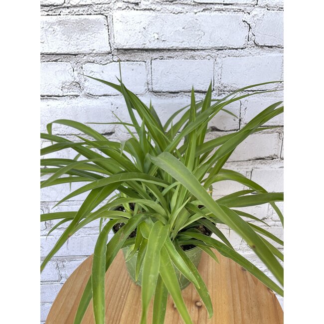 6" Spider Plant