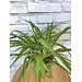 6" Spider Plant (Chlorophytum spp)