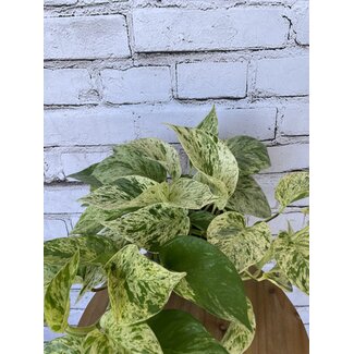6" Pothos Marble Queen