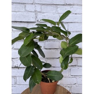 5" Stephanotis on Hoop