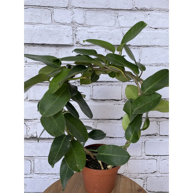 5" Stephanotis on Hoop