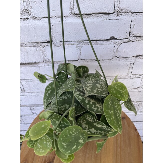 6" Pothos Silver Satin (Exotica) HB