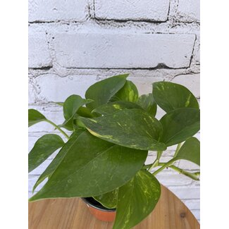 4" Golden Pothos