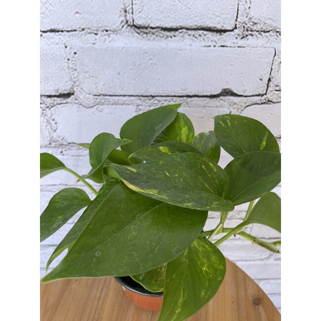 4" Golden Pothos