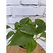 4" Golden Pothos