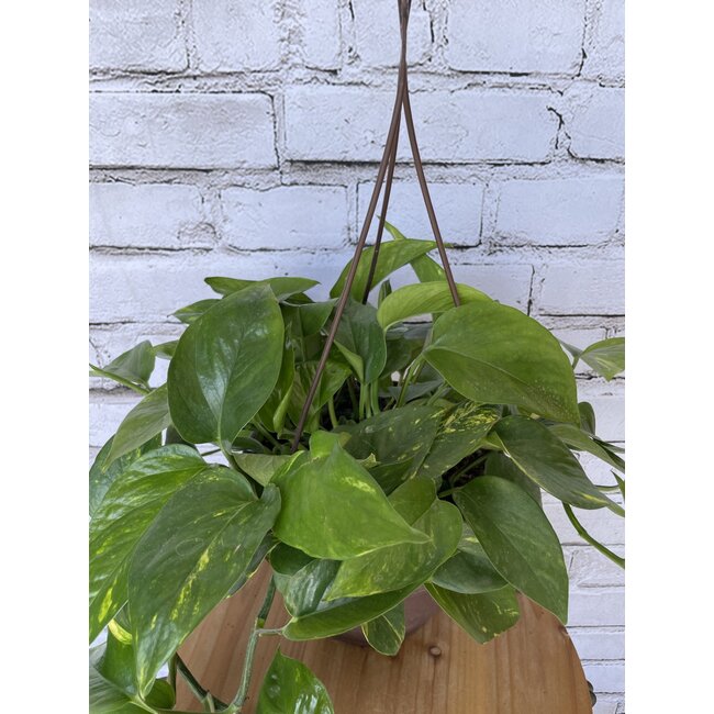 8" Golden Pothos HB
