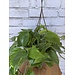 8" Golden Pothos HB