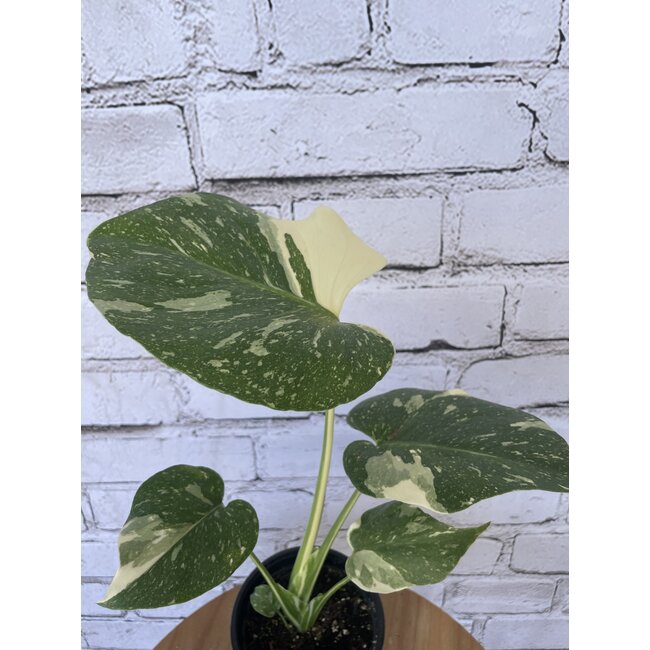 4" Monstera Thai Constellation