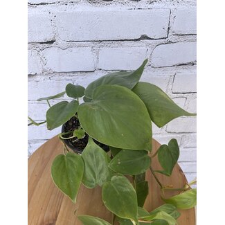 4" Philodendron Cordatum