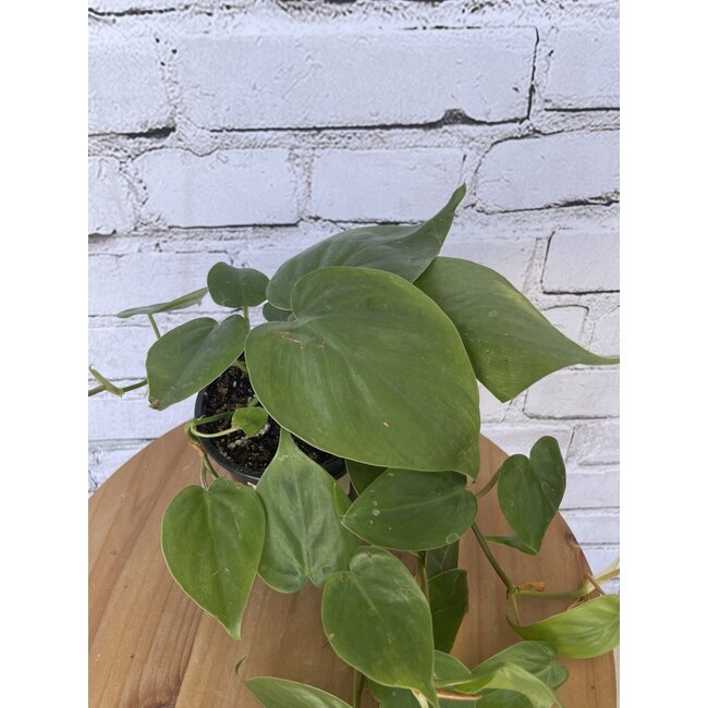 4" Philodendron Cordatum