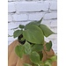 4" Philodendron Cordatum