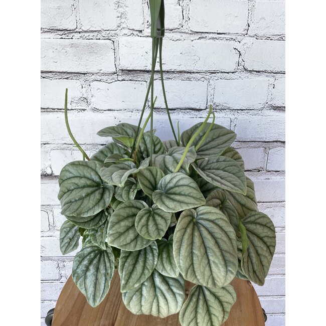 Peperomia Frost