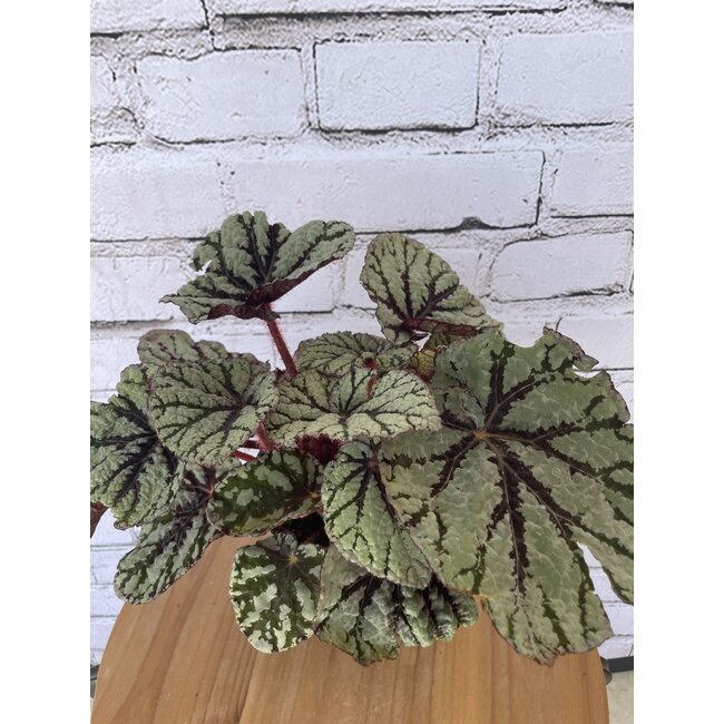 5" Rex Begonia