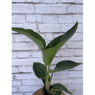 6" White Bird of Paradise