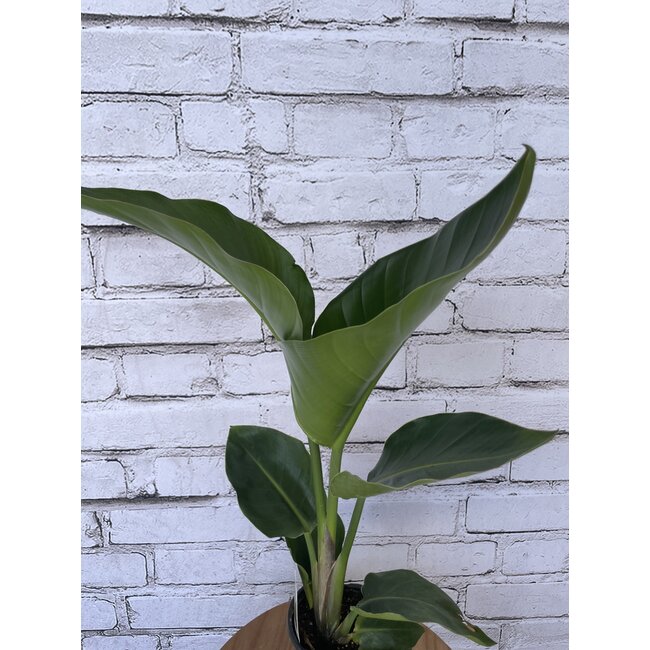 6" White Bird of Paradise