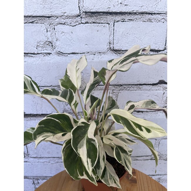 4" Calathea White Fusion