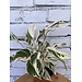 4" Calathea White Fusion