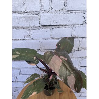 5" Philodendron Pink Princess