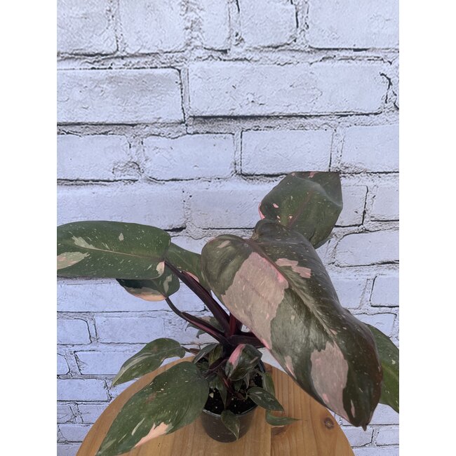5" Philodendron Pink Princess