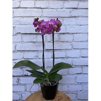 5" Orchid Maximaflora 2-Spike