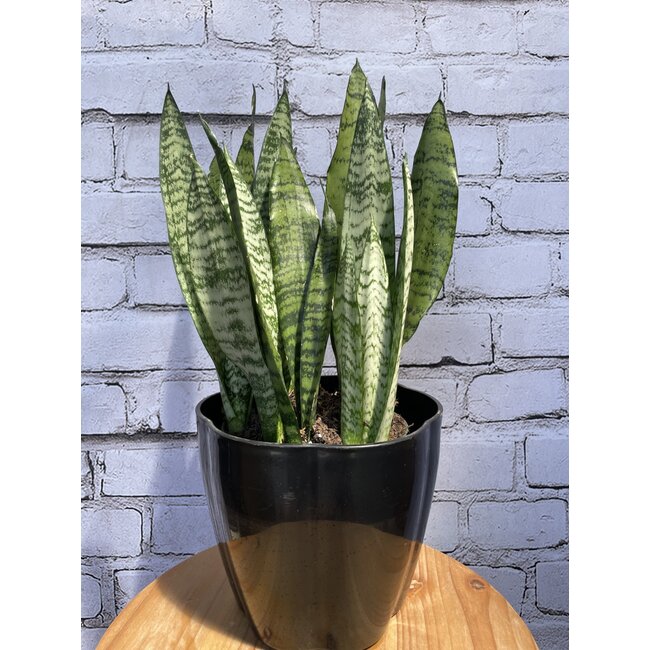 6" Sanseveria Zeylanica