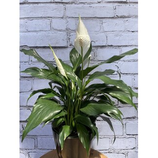 6" Spathiphyllum Peace Lily