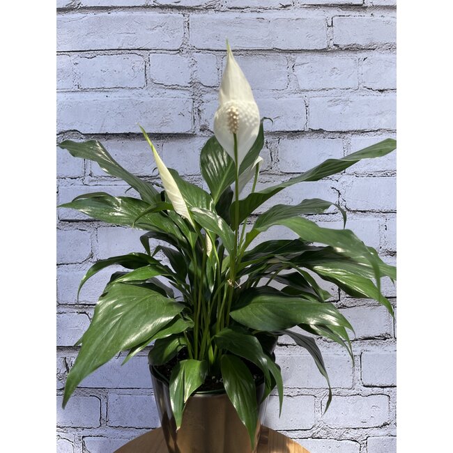 6" Spathiphyllum Peace Lily - Deluxe