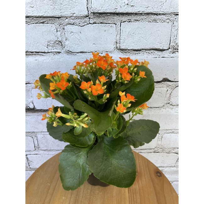 4" Kalanchoe