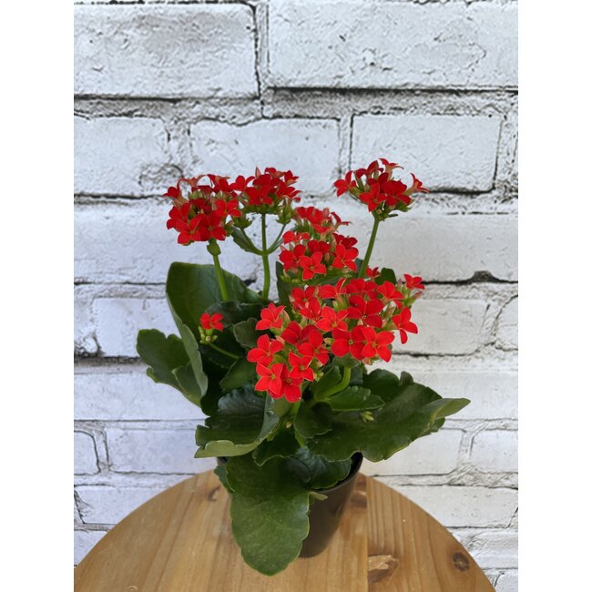 4" Kalanchoe