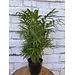 Neanthe Bella Palm