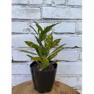 Croton Petra